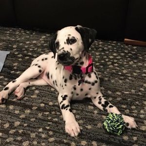 Meet your Posher, Dena